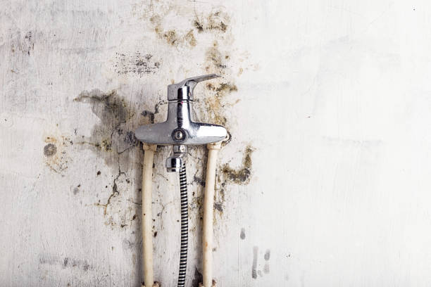Professional Mold Removal in Bridge City, TX