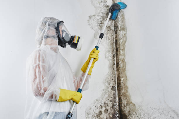 Best Mold Removal Company Near Me  in Bridge City, TX