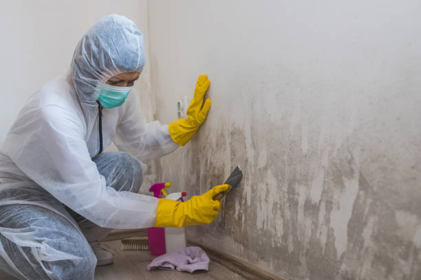 Crawl Space Mold Removal in Bridge City, TX