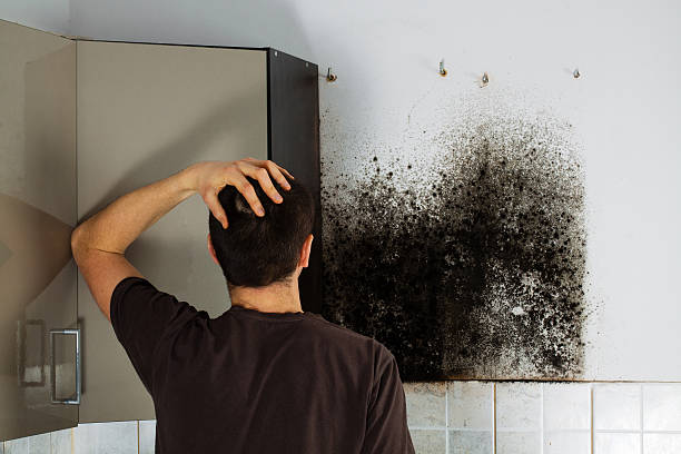 Best Best Mold Removal Companies  in Bridge City, TX